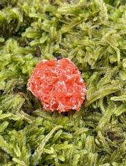 Tubifera