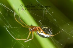 Frontinellina frutetorum