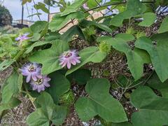 Passiflora