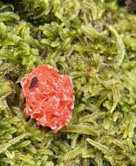 Tubifera
