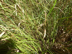 Carex cusickii