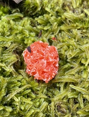 Tubifera
