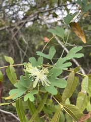 Passiflora affinis