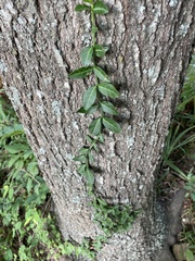 Euonymus fortunei