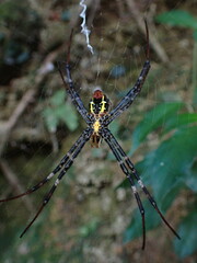 Argiope vietnamensis