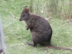 Thylogale billardierii