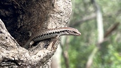 Concinnia tenuis