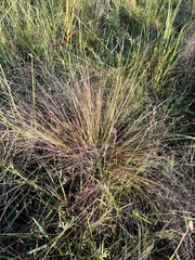 Eragrostis spectabilis