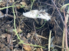 Pluteus
