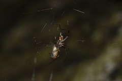 Nephilengys malabarensis