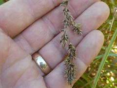 Carex cusickii