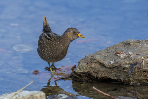 Foto de Spotted Crake