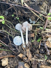 Pluteus