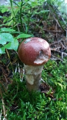 Leccinum albostipitatum
