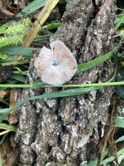 Pluteus