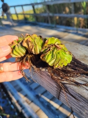 Salvinia molesta