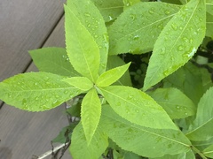 Veronicastrum virginicum