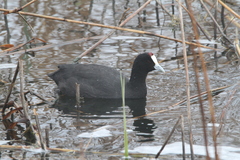 Fulica cristata