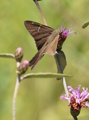 Eudamini