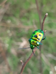 Chrysocoris purpureus