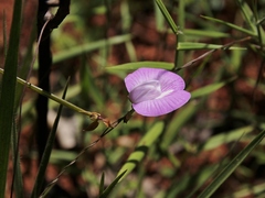 Centrosema angustifolium
