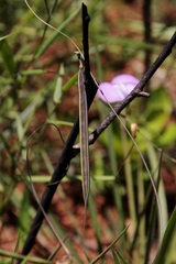 Centrosema angustifolium