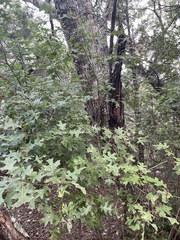 Quercus buckleyi