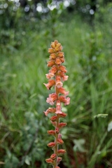 Sinningia allagophylla
