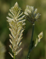 Ptilotus polystachyus
