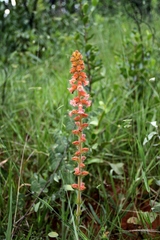 Sinningia allagophylla