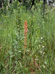 Sinningia allagophylla