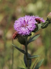 Vernonia bardanoides