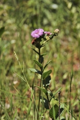 Vernonia bardanoides