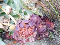 Protea amplexicaulis