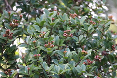 Metrosideros fulgens