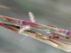 Schizachyrium scoparium