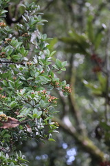 Metrosideros fulgens