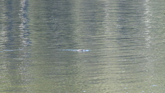Ornithorhynchus anatinus