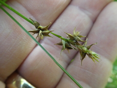 Carex echinata