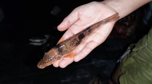 Vaillant's gudgeon (Pseudogobio vaillanti) — Cyprinidae — 2