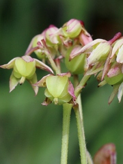 Oxalis suborbiculata