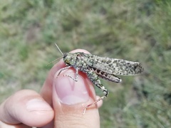 Angaracris barabensis