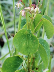 Oxalis suborbiculata