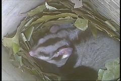 Petaurus norfolcensis