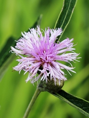 Lessingianthus ligulifolius