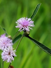 Lessingianthus ligulifolius