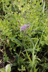 Lessingianthus ligulifolius