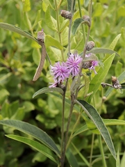 Lessingianthus ligulifolius