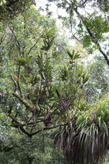 Knightia excelsa