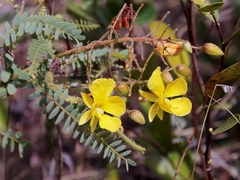 Chamaecrista filicifolia